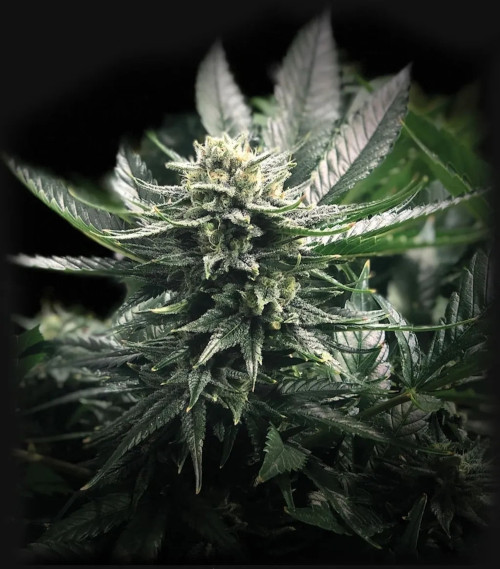 Gorilla Glue #4 fem