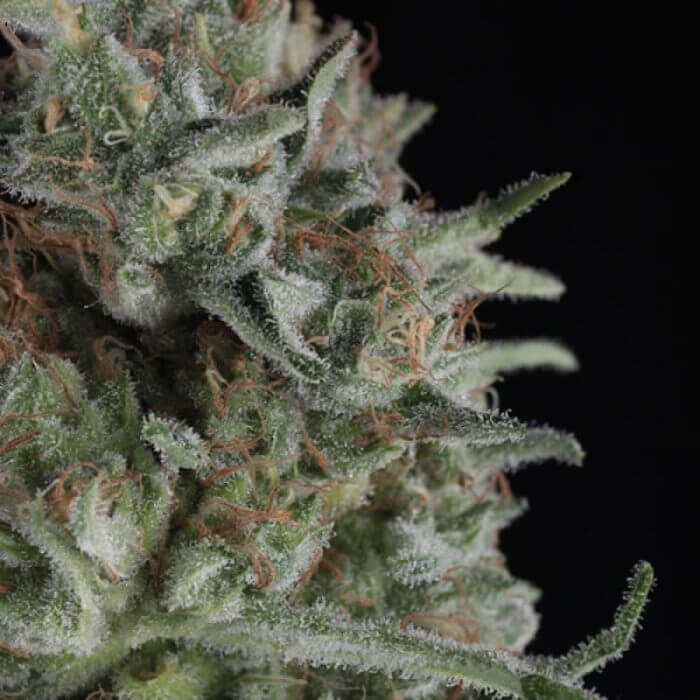 Critical Plus fem