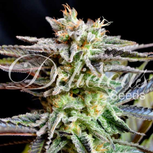 Sugar Black Rose fem