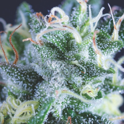 Auto Gelato autofem