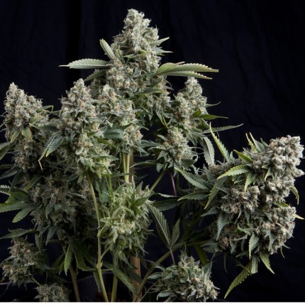 Tutankhamon fem