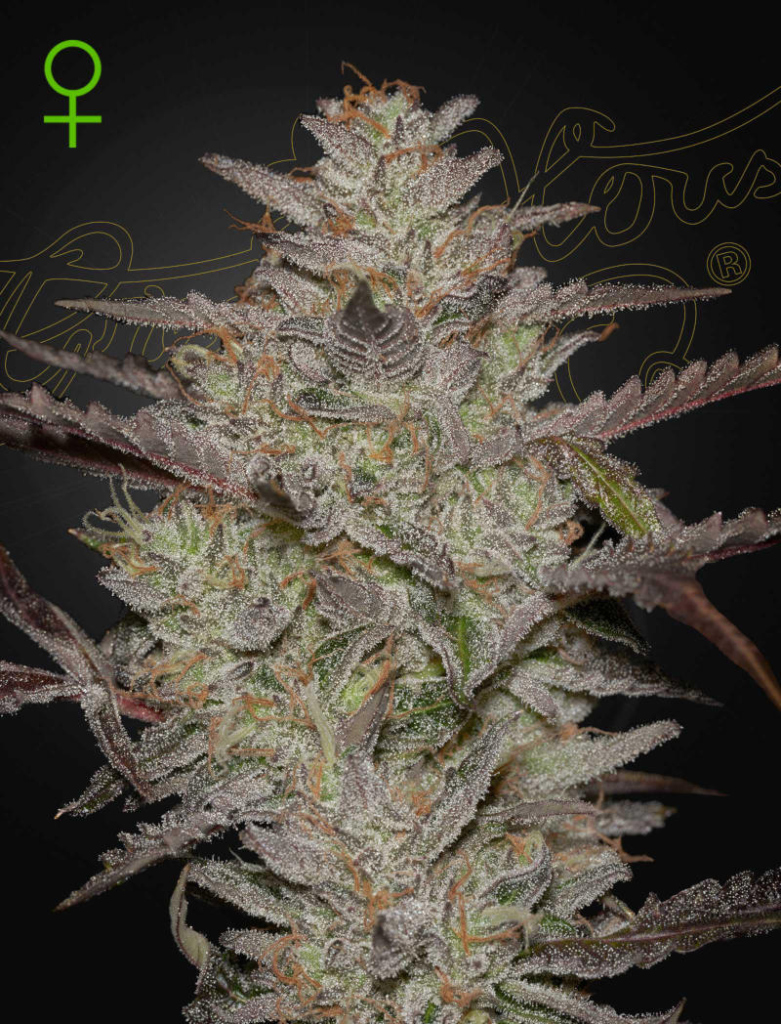 AlienZ Auto (Feminised) autofem