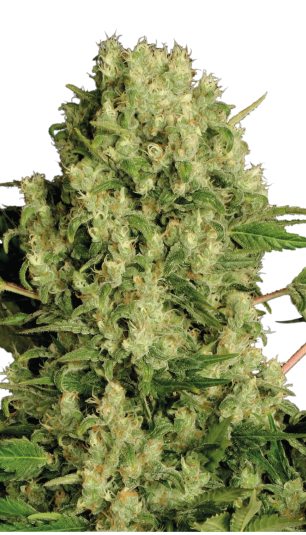 White Russian fem