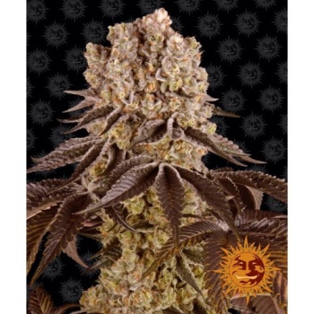 Purple Punch fem
