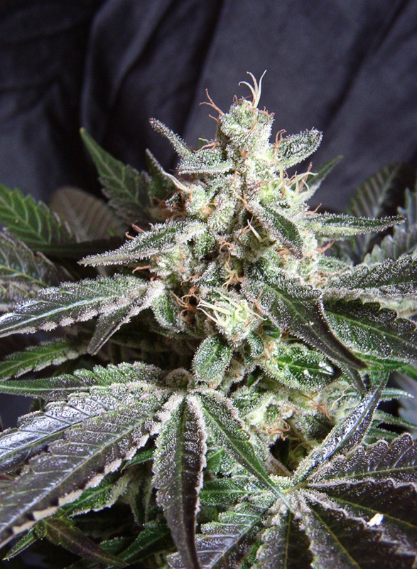 Black Jack fem