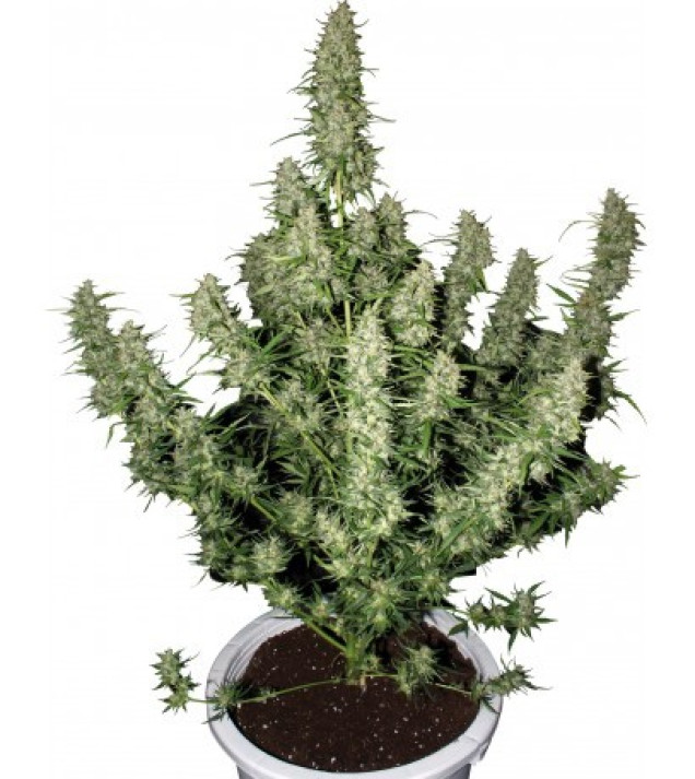 Magnum Auto autofem