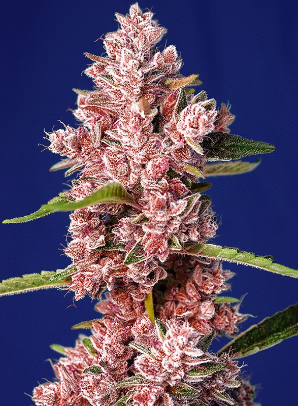 Tropicanna Poison XL Auto autofem