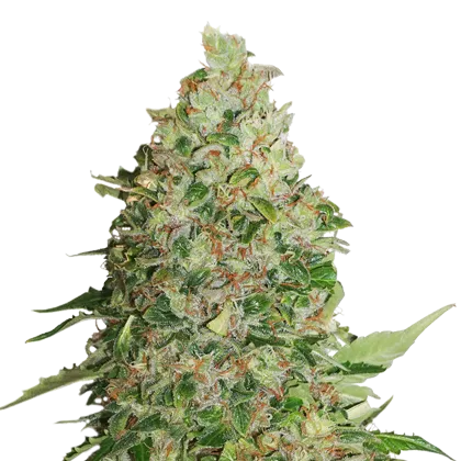 BCN Critical XXL Auto autofem