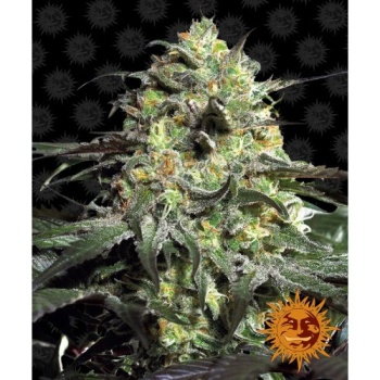 Peyote Cookies fem