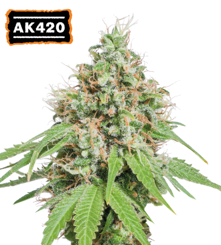AK420 fem