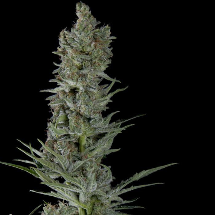 Critical Plus Auto autofem