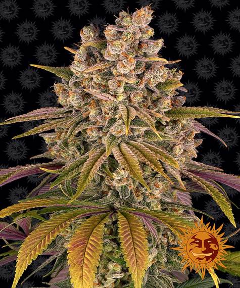 White Widow  XXL fem