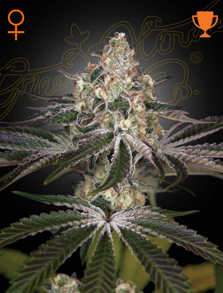 White Widow (Feminised) fem