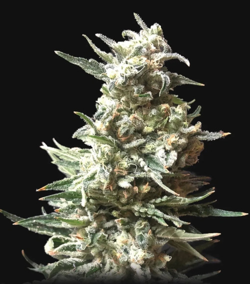 Bruce Banner autofem
