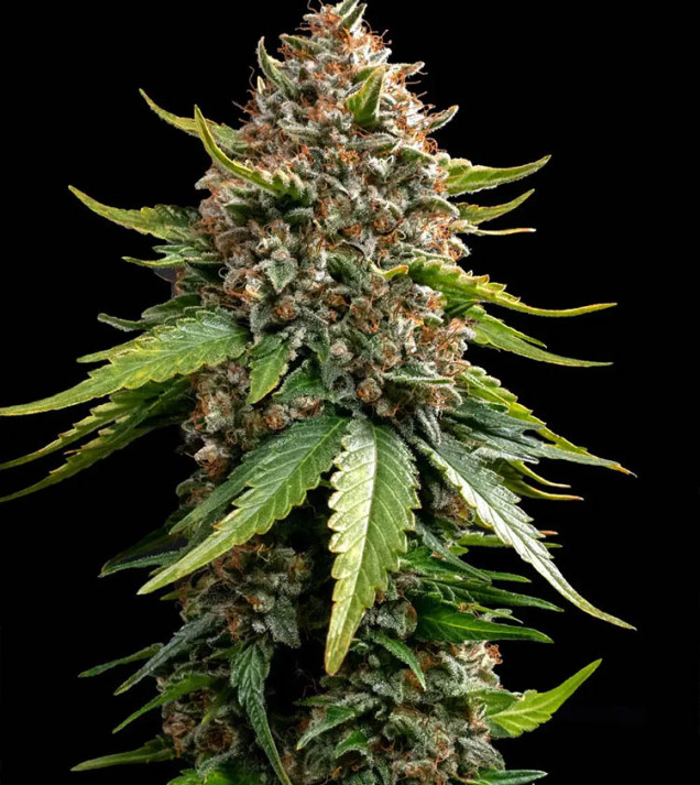 White Widow Auto XXL autofem