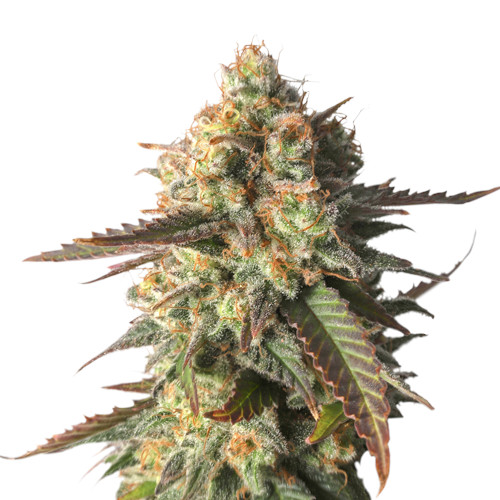 Strawberry Chemdawg OG fem