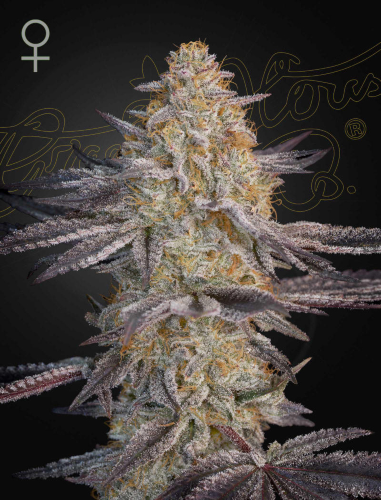 Super Lemon Haze x RS11 (Feminised) fem