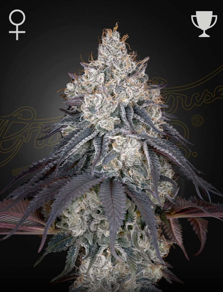 Lemon Orange (Feminised) fem