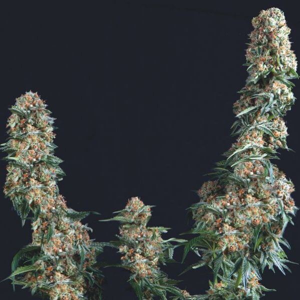 Gorilla fem