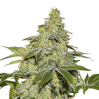 Sherbet Auto autofem