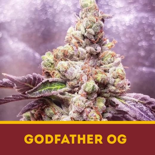 Godfather OG fem