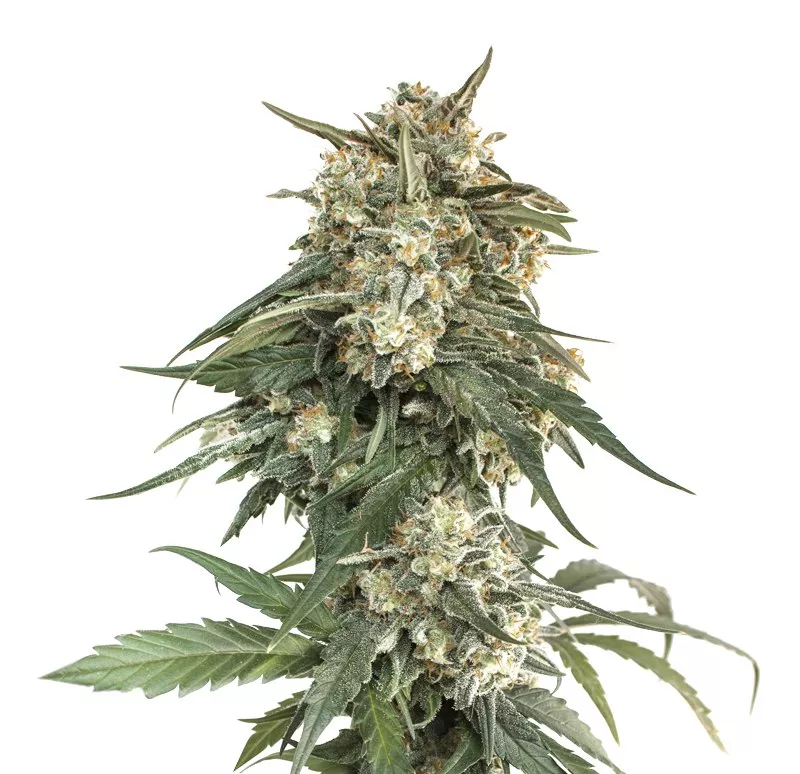 BCN Critical XXL Fast fem