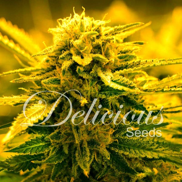 Auto Sugar Black Rose