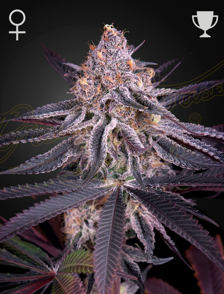 King's Juice (Feminised) fem