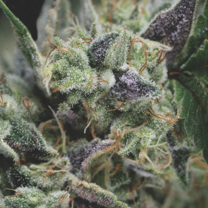 Auto Gorilla autofem