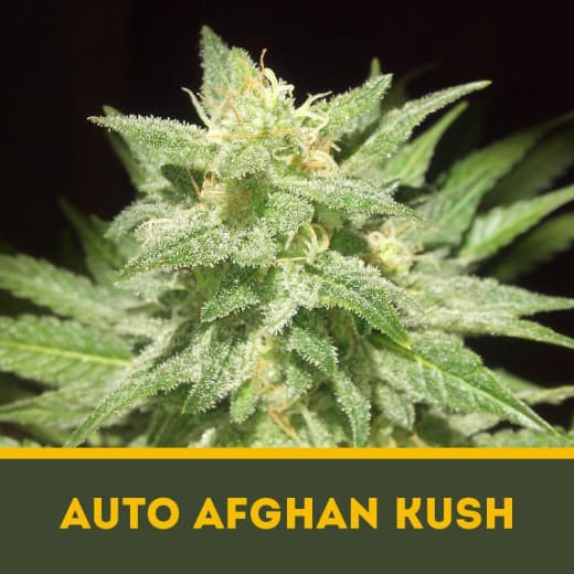 Auto Afghan Kush autofem