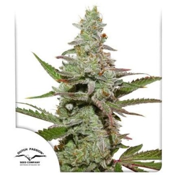 Amsterdam Amnesia fem