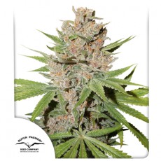 Passion Fruit fem
