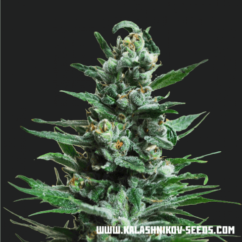 Moscow Blueberry Autofem