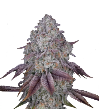 Persian Pie (Feminised) fem
