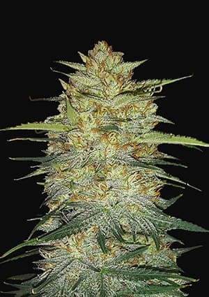 Original Auto OG Kush autofem