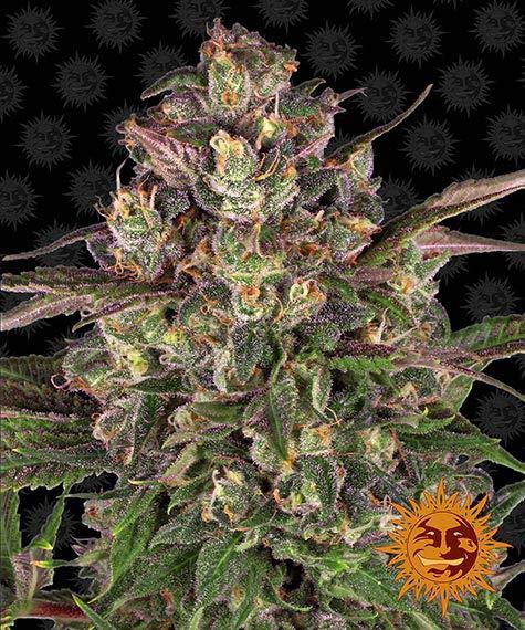 Peyote Critical fem