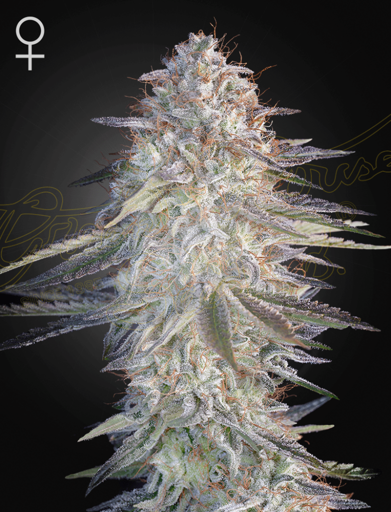 Super Lemon Haze x Pink Cande (Feminised) fem